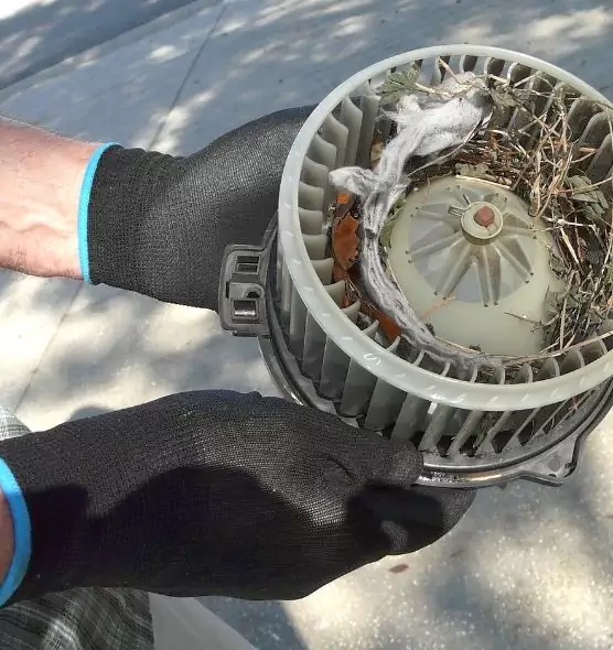 About Air Duct Mice Removal in Alafaya, FL